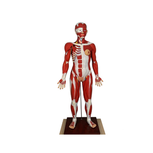 Human Full Body Muscular Anatomy Model 