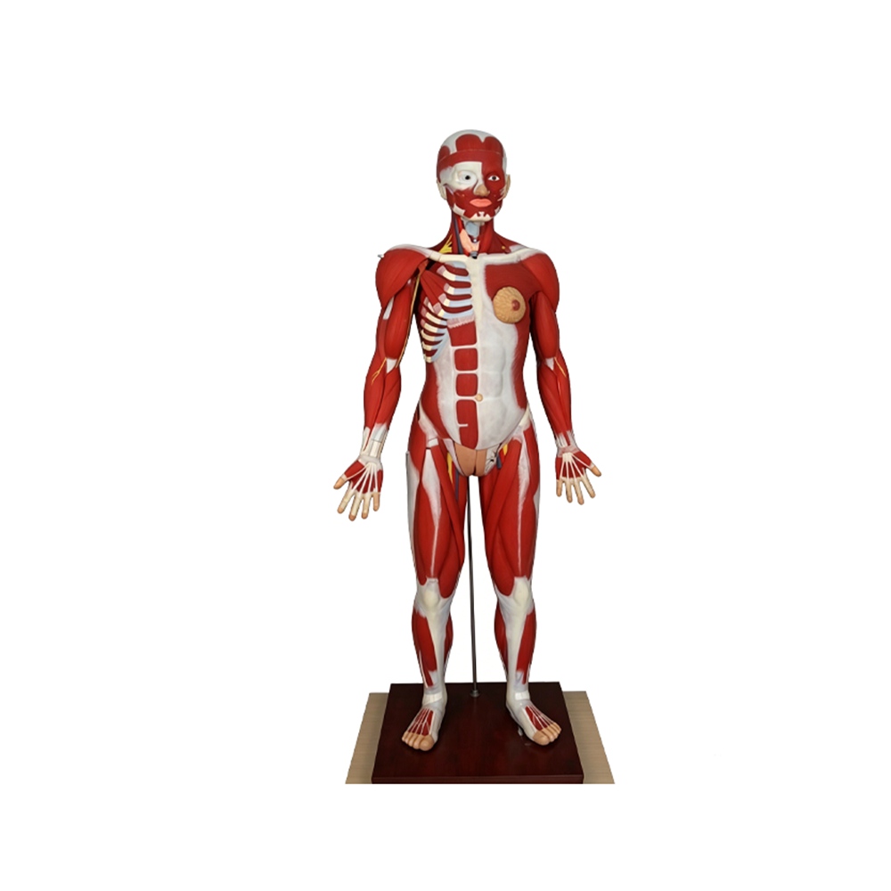 Human Full Body Muscular Anatomy Model 