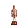 Human Torso Anatomy Model