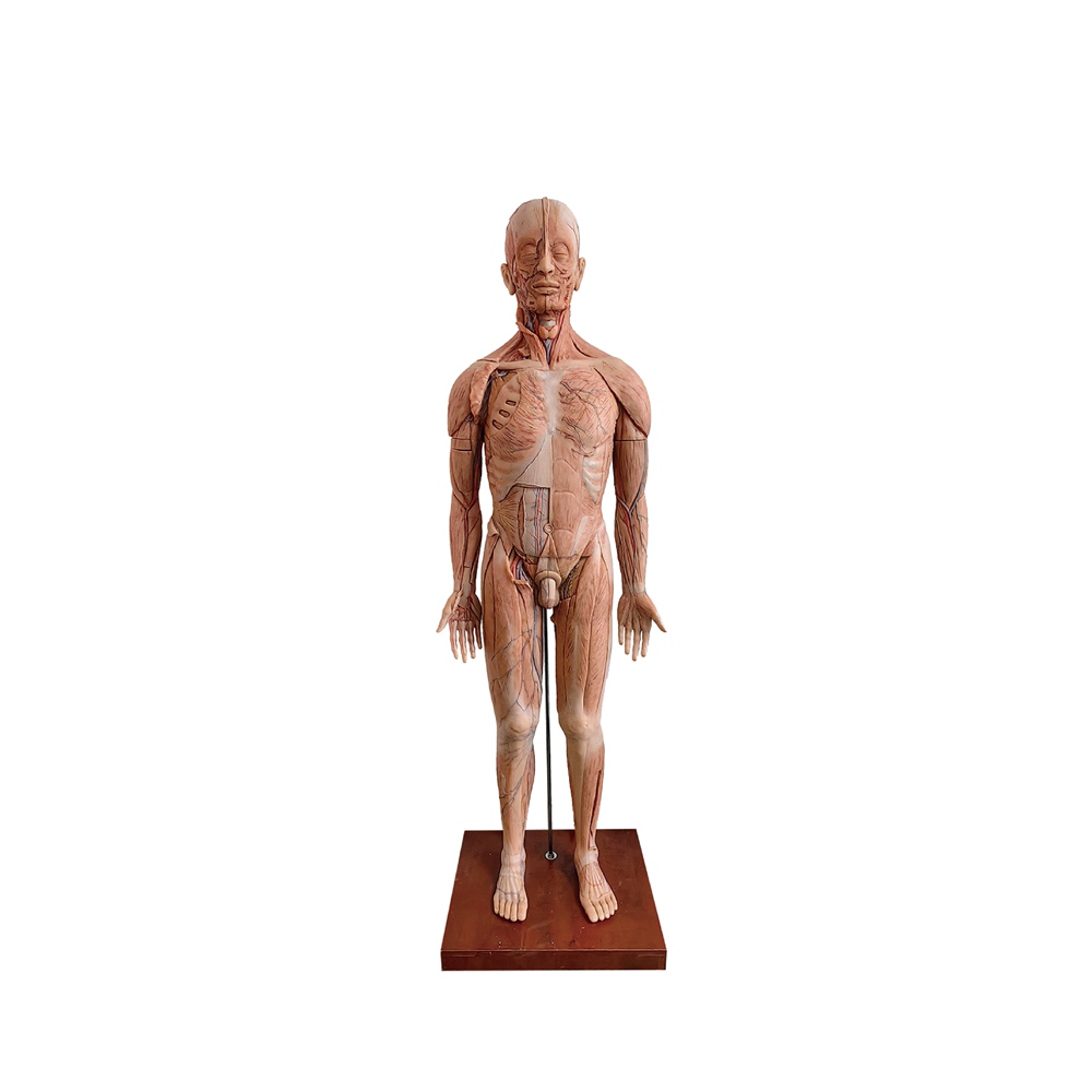 Human Torso Anatomy Model