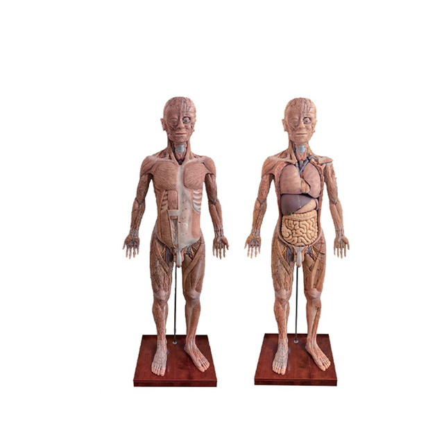 Human Torso Anatomy Model