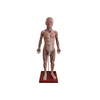 Human Torso Anatomy Model