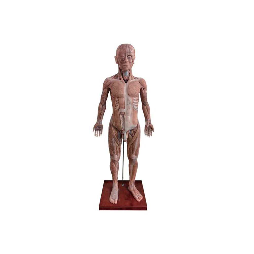Human Torso Anatomy Model