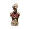 Removable Human Torso Anatomy Model 