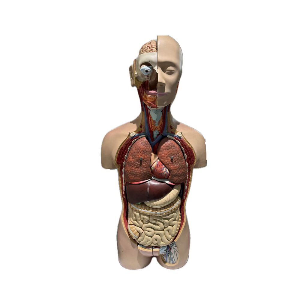 Removable Human Torso Anatomy Model 