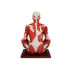 Human Full Body Muscular Anatomy Model 