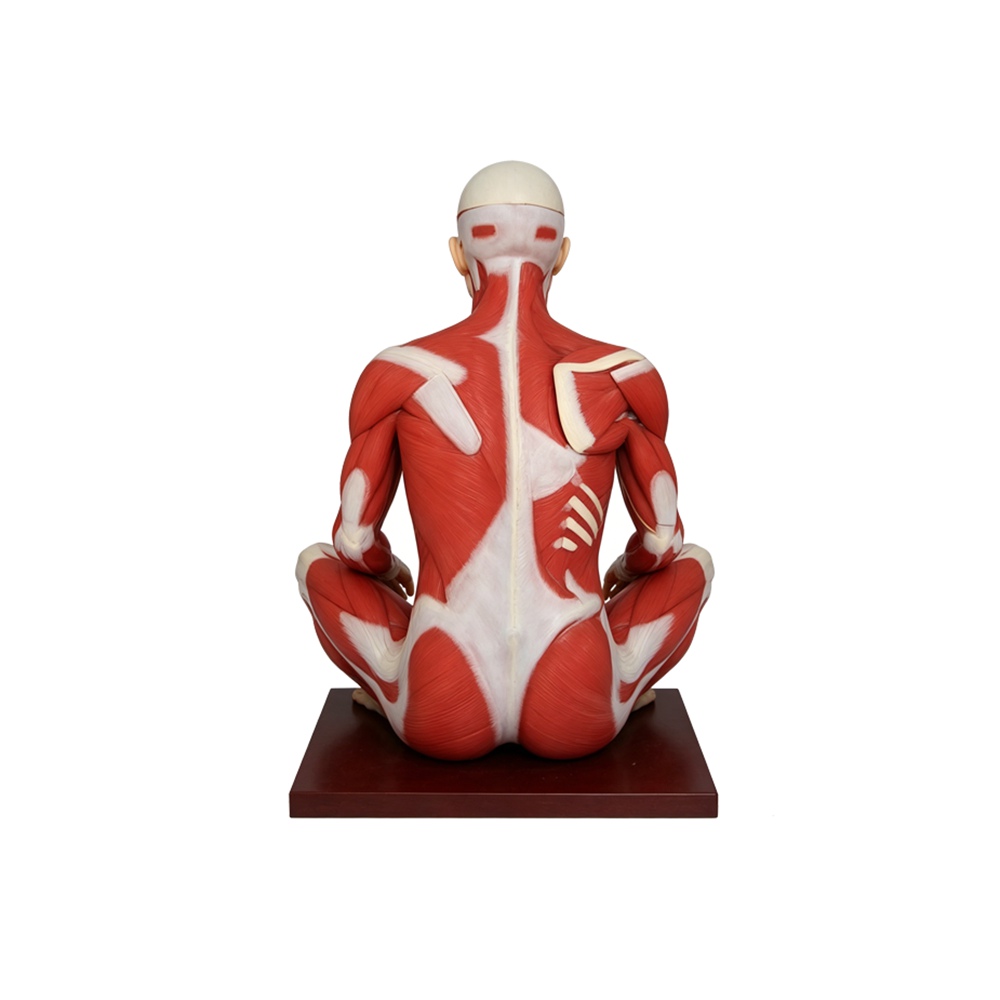 Human Full Body Muscular Anatomy Model 