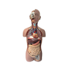 Removable Human Torso Anatomy Model 