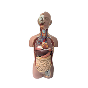 Removable Human Torso Anatomy Model 