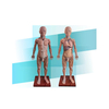 Human Full Body Muscular Anatomy Model 