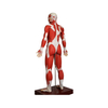 Human Full Body Muscular Anatomy Model 