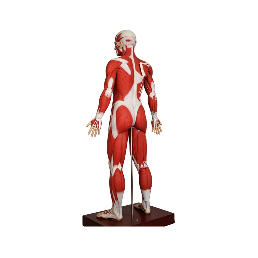 Human Full Body Muscular Anatomy Model 